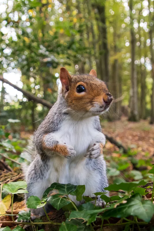 Squirrel I, Tehidy Woods. 2020.